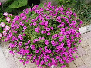 Photo_2