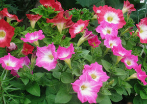 Photo_3