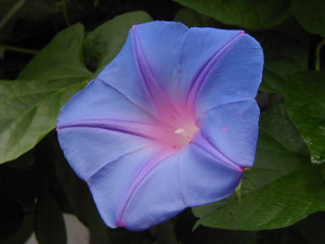 Photo_2