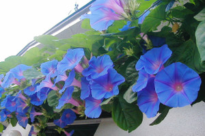 Photo_3