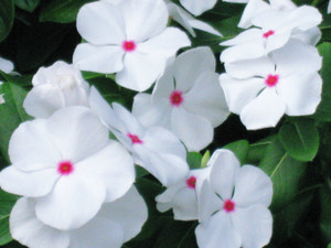 Photo_3