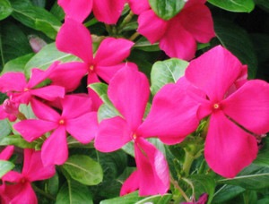 Photo_4