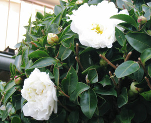 Photo_2