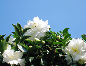 Photo_3